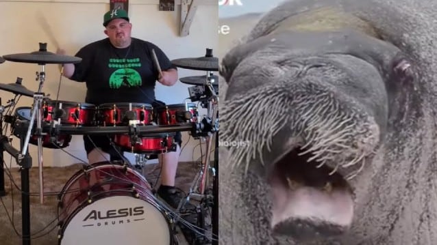 Metal Drummer Plays Along With A Walrus Doing Death Gutturals, And It’s Awesome