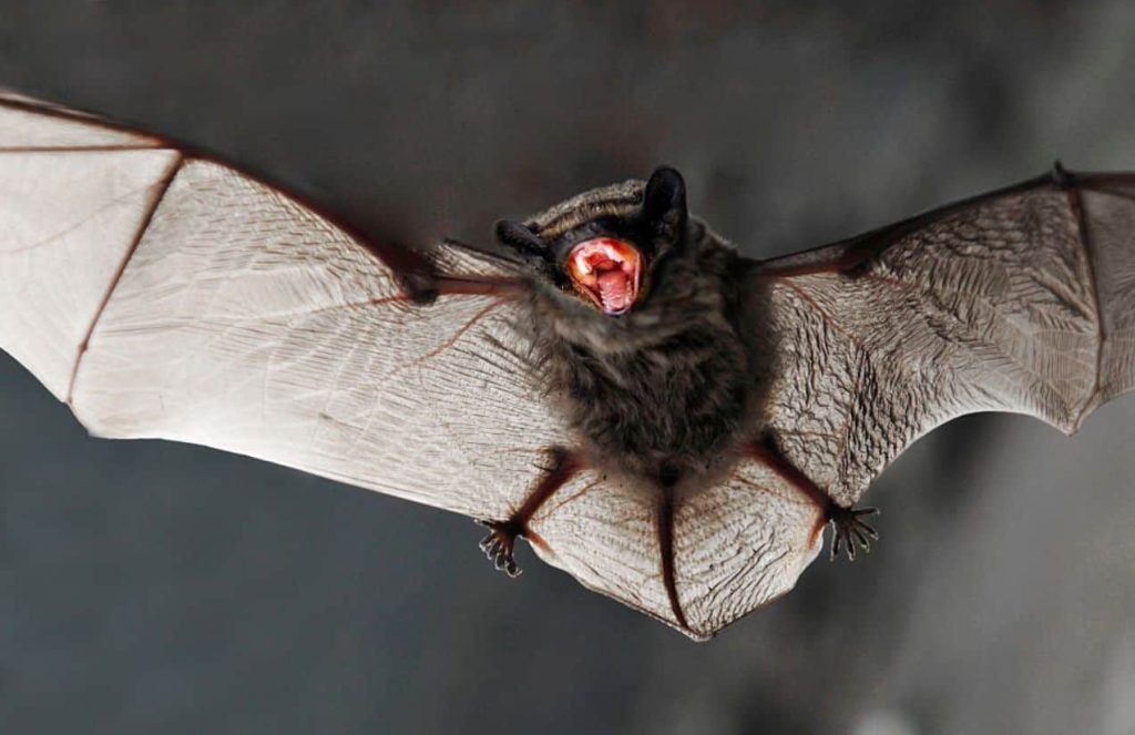 death metal growls,death metal,cannibal corpse,death gutturals,death metal vocals,death metal vocalists,death metal grunts,george corpsegrinder fisher,death metal bats, Scientists Discover That Bats Use ‘Death Metal Growls’ To Communicate With Each Other