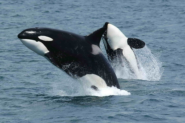 heavy metal,heavy metal orcas,heavymetal whales,orca whales like heavy metal,orca whales extreme metal,orca whales death metal,orca metal,orca death metal,orcas extreme metal,heavy metal orca,heavy metal whales,whales like heavy metal,animals like heavy metal,do animals like heavy metal,heavy metal as a weapon, Heavy Metal Whales: Turns Out Orcas Are Attracted To Extreme, Brutal Metal
